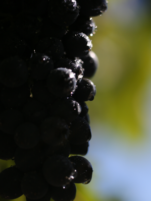 Cabernet grapes